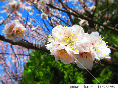 早春時節，綠梅成熟，白梅花盛開的景象（攝於2026年） 137928769