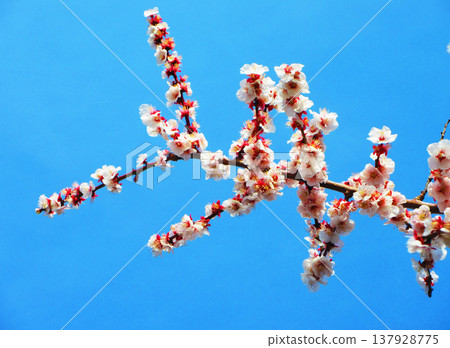 A scene of white plum blossoms in early spring when green plums are ripening (photographed in 2026) A scene of white plum blossoms in early spring when green plums are ripening (photographed in 2026) 137928775