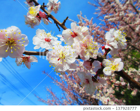 早春時節，綠梅成熟，白梅花盛開的景象（攝於2026年） 137928777