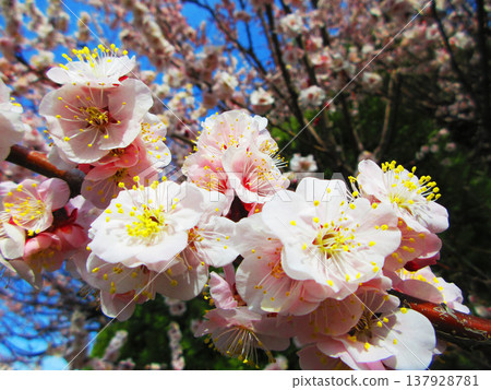 A scene of white plum blossoms in early spring when green plums are ripening (photographed in 2026) A scene of white plum blossoms in early spring when green plums are ripening (photographed in 2026) 137928781