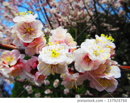 A scene of white plum blossoms in early spring when green plums are ripening (photographed in 2026) 137928788