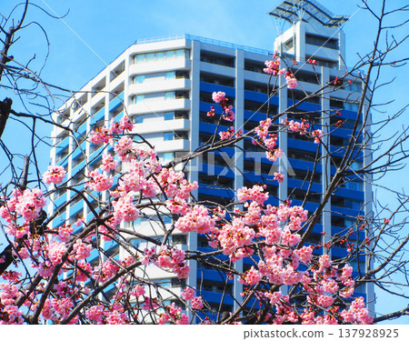 A scene of Angyo cherry blossoms blooming near the rotary of Kawaguchi-Motogo Station on the Saitama Rapid Railway (photographed in 2026). A scene of Angyo cherry blossoms blooming near the rotary of Kawaguchi-Motogo Station on the Saitama Rapid Railway (photographed in 2026). 137928925