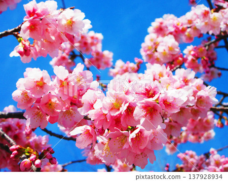 A scene of Angyo cherry blossoms blooming near the rotary of Kawaguchi-Motogo Station on the Saitama Rapid Railway (photographed in 2026). A scene of Angyo cherry blossoms blooming near the rotary of Kawaguchi-Motogo Station on the Saitama Rapid Railway (photographed in 2026). 137928934