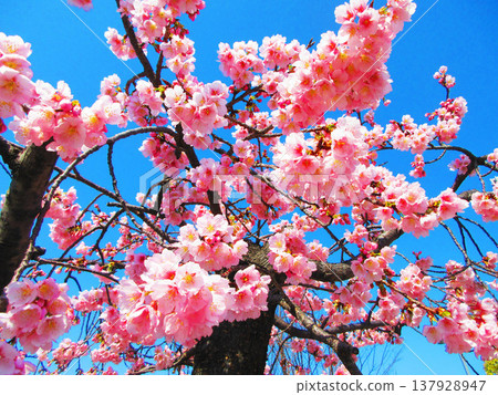 A scene of Angyo cherry blossoms blooming near the rotary of Kawaguchi-Motogo Station on the Saitama Rapid Railway (photographed in 2026). A scene of Angyo cherry blossoms blooming near the rotary of Kawaguchi-Motogo Station on the Saitama Rapid Railway (photographed in 2026). 137928947