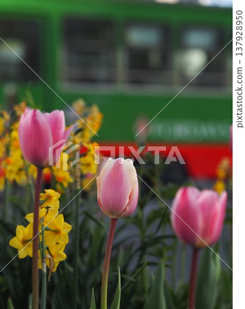 Tulips along the bus route 137928950
