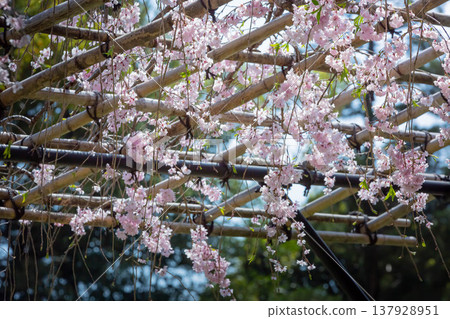 下垂的櫻桃樹 137928951
