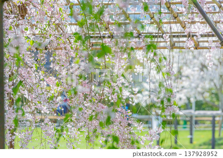 Drooping cherry tree Drooping cherry tree 137928952