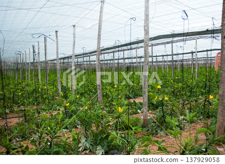 Greenhouses 137929058