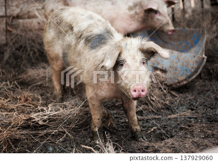 Pig on a pig- farm Pig on a pig- farm 137929060