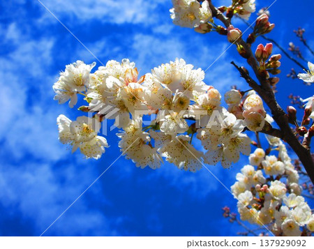 A landscape featuring a Chinese cherry tree bearing cherries against a blue sky (photographed in 2026). A landscape featuring a Chinese cherry tree bearing cherries against a blue sky (photographed in 2026). 137929092
