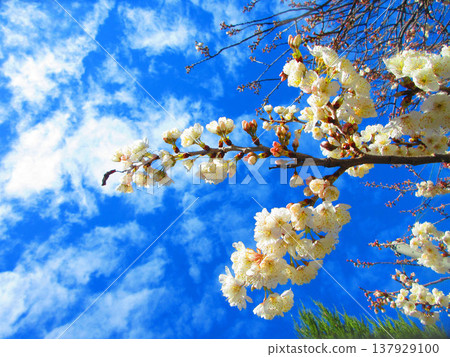 A landscape featuring a Chinese cherry tree bearing cherries against a blue sky (photographed in 2026). 137929100