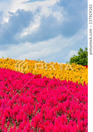 Shikisai Ayako Shikisai Ayako 137929162