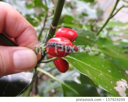 桑蛾(Aucuba japonica)的幼蟲棲息在金葉樹(Aucuba)的紅色漿果上。 桑蛾(Aucuba japonica)的幼蟲棲息在金葉樹(Aucuba)的紅色漿果上。 137929209