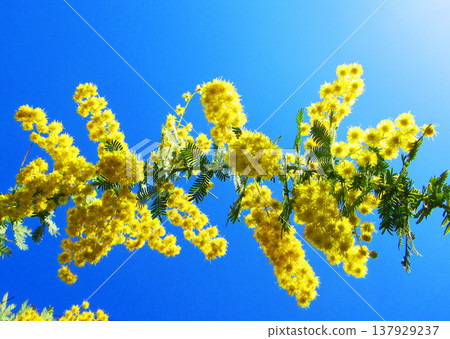 A landscape of mimosa flowers at Urban Agricultural Park (Adachi Ward, Tokyo) (photographed in 2026) 137929237