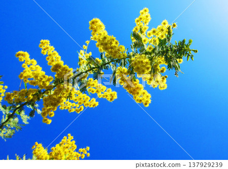 A landscape of mimosa flowers at Urban Agricultural Park (Adachi Ward, Tokyo) (photographed in 2026) A landscape of mimosa flowers at Urban Agricultural Park (Adachi Ward, Tokyo) (photographed in 2026) 137929239