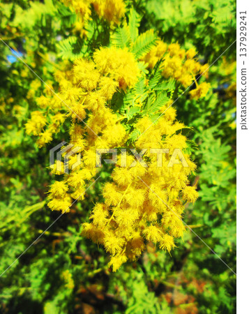 A landscape of mimosa flowers at Urban Agricultural Park (Adachi Ward, Tokyo) (photographed in 2026) 137929241