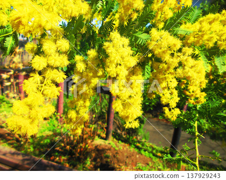 東京足立區都市農業公園的含羞草花景(攝於2026年) 東京足立區都市農業公園的含羞草花景(攝於2026年) 137929243
