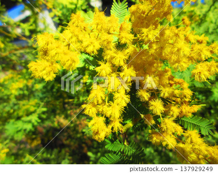 A landscape of mimosa flowers at Urban Agricultural Park (Adachi Ward, Tokyo) (photographed in 2026) A landscape of mimosa flowers at Urban Agricultural Park (Adachi Ward, Tokyo) (photographed in 2026) 137929249