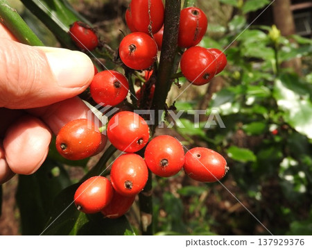 Aoki fruit ripens in early spring 137929376