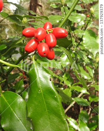 Aoki fruit ripens in early spring Aoki fruit ripens in early spring 137929379