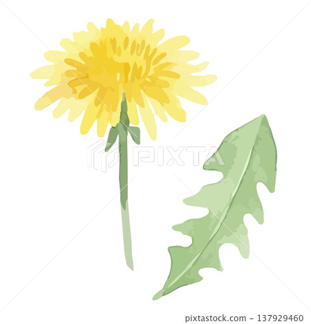 Watercolor style dandelion illustration 137929460