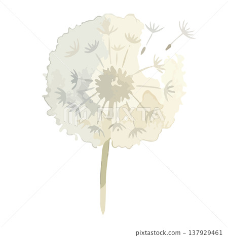 水彩風格蒲公英插畫 水彩風格蒲公英插畫 137929461