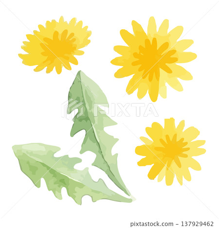 水彩風格蒲公英插畫 水彩風格蒲公英插畫 137929462