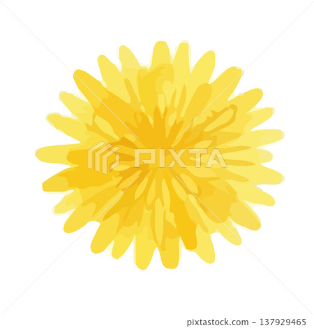 Watercolor style dandelion illustration Watercolor style dandelion illustration 137929465