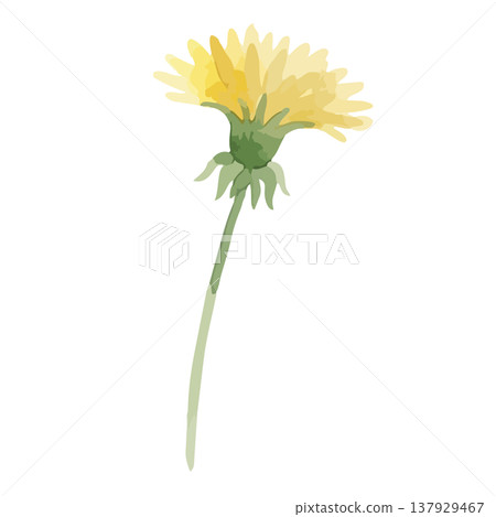 水彩風格蒲公英插畫 水彩風格蒲公英插畫 137929467