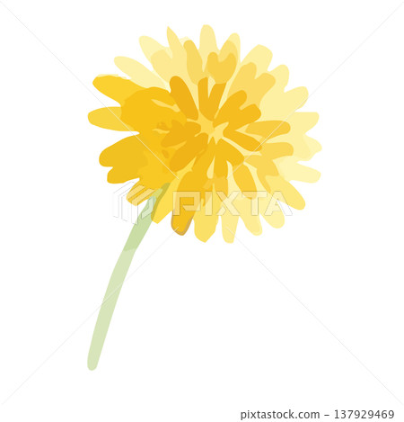 Watercolor style dandelion illustration Watercolor style dandelion illustration 137929469