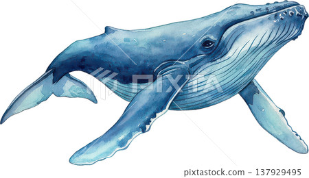 一幅水彩插畫，描繪了一頭座頭鯨優雅地遊動。 137929495