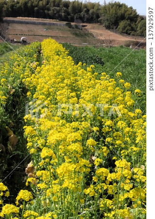Spring flowers: Brassica napus: Rapeseed field: Rural landscape of Hotani: Hirakata City, Osaka Prefecture 137929597