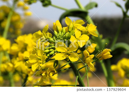 春花:甘藍型油菜:油菜田:保和谷鄉村景觀:大阪府枚方市 春花:甘藍型油菜:油菜田:保和谷鄉村景觀:大阪府枚方市 137929604