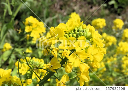 春花:甘藍型油菜:油菜田:保和谷鄉村景觀:大阪府枚方市 春花:甘藍型油菜:油菜田:保和谷鄉村景觀:大阪府枚方市 137929606