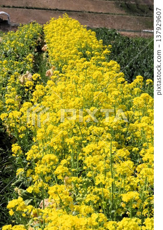 Spring flowers: Brassica napus: Rapeseed field: Rural landscape of Hotani: Hirakata City, Osaka Prefecture Spring flowers: Brassica napus: Rapeseed field: Rural landscape of Hotani: Hirakata City, Osaka Prefecture 137929607