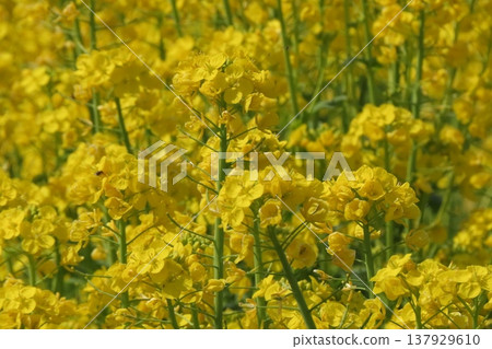 Spring flowers: Brassica napus: Rapeseed field: Rural landscape of Hotani: Hirakata City, Osaka Prefecture Spring flowers: Brassica napus: Rapeseed field: Rural landscape of Hotani: Hirakata City, Osaka Prefecture 137929610