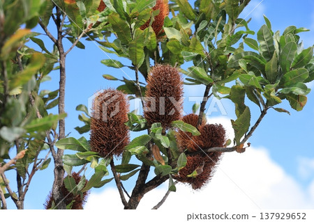 澳洲本土植物的花卉景觀 137929652