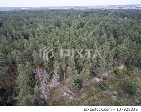green forest, view from above 137929839