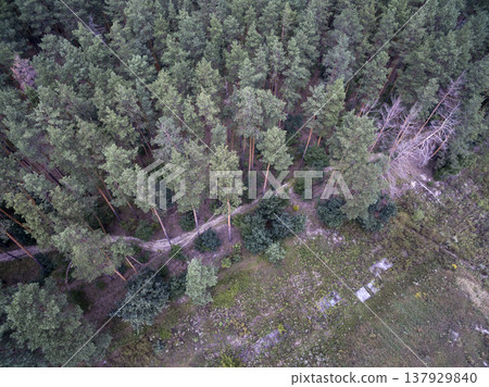 green forest, view from above green forest, view from above 137929840