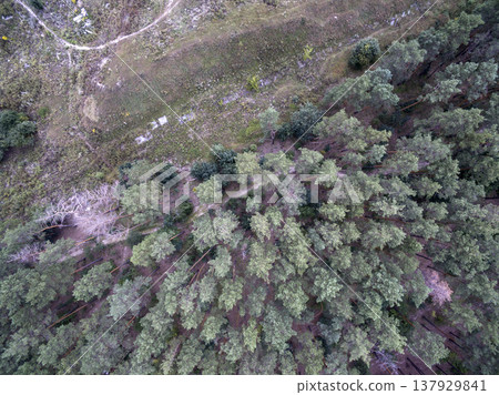 green forest, view from above green forest, view from above 137929841