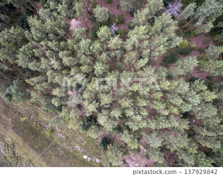 green forest, view from above 137929842