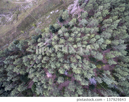 green forest, view from above green forest, view from above 137929843