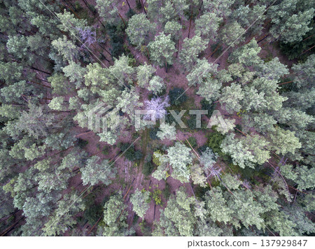 green forest, view from above green forest, view from above 137929847