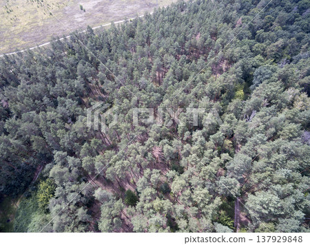 green forest, view from above green forest, view from above 137929848