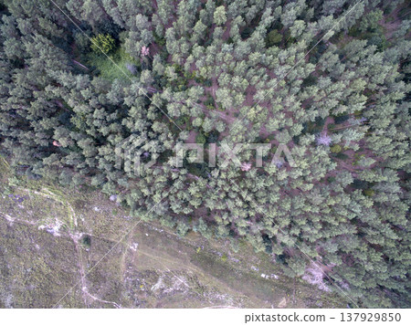 green forest, view from above green forest, view from above 137929850