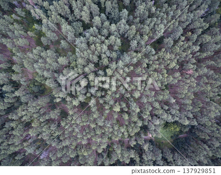 green forest, view from above 137929851
