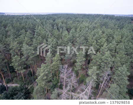 green forest, view from above green forest, view from above 137929858