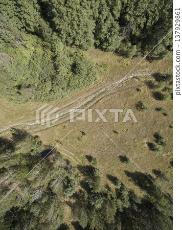 green forest, view from above green forest, view from above 137929861