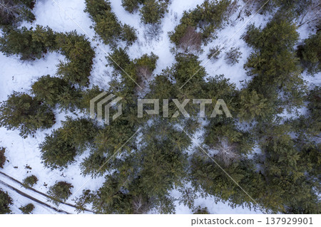 forest, tree, nature, above, green, landscape, background, view, aerial, outdoor, top, park, wood, environment,  summer, natural, plant, high, beautiful, texture, travel, wild, season, foliage, patter 137929901