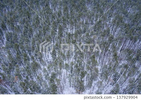 forest, tree, nature, above, green, landscape, background, view, aerial, outdoor, top, park, wood, environment,  summer, natural, plant, high, beautiful, texture, travel, wild, season, foliage, patter 137929904